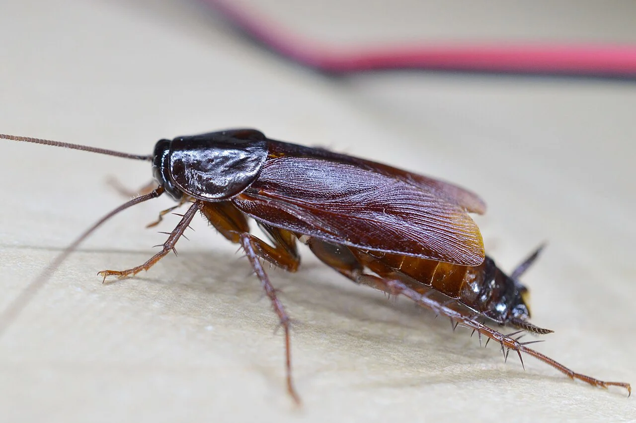 Hamam Böceği İstilasına Son: Kesin Çözümler ve Pratik Taktikler